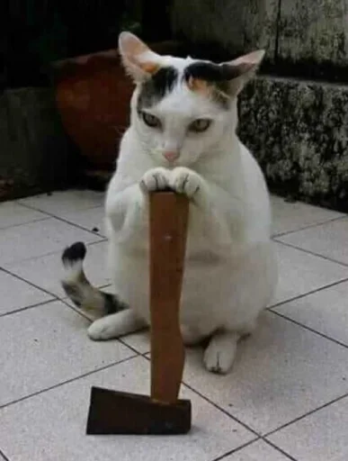 Стікер Telegram «Meme Cat» 😒