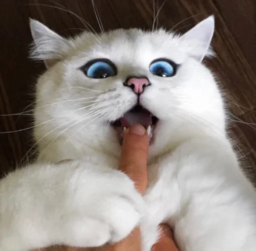 Стікер Telegram «Meme Cat» 😉