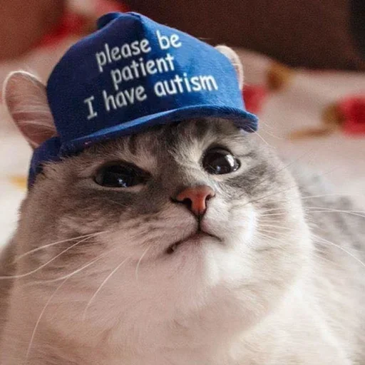 Стікер Telegram «Meme Cat» 😐
