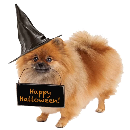 Telegram stiker «Halloween» 😊