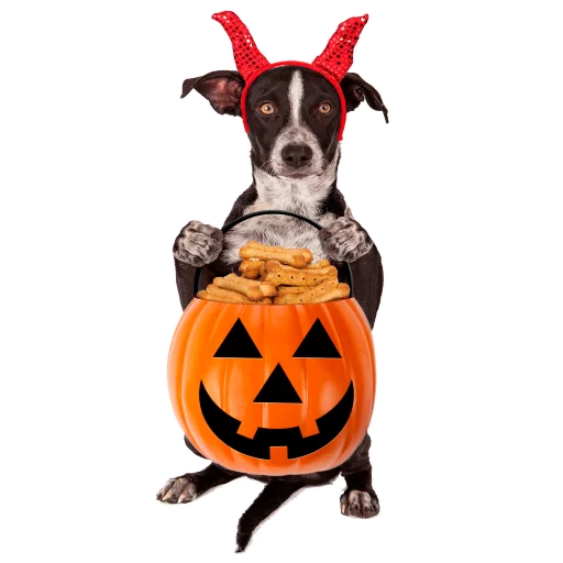 Telegram stiker «Halloween» 😀
