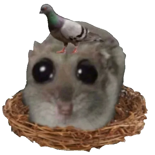 Telegram Sticker «Hamster» 🕊