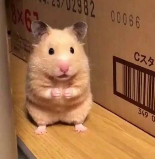 Эмодзи Hamster Kiana 🐹