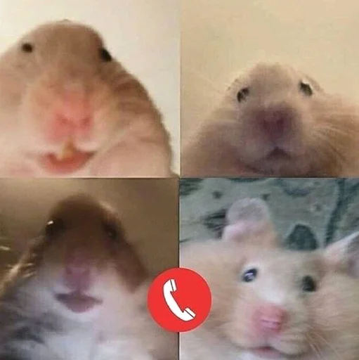 Стікер Telegram «Hamsters» 🤓