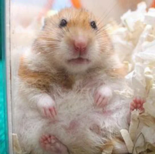 Hamsters sticker 🤨