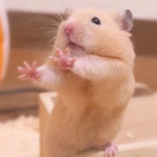Hamsters sticker 🤗
