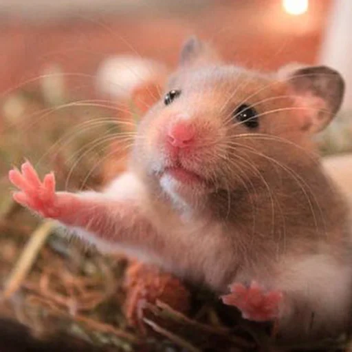 Hamsters sticker 🤗