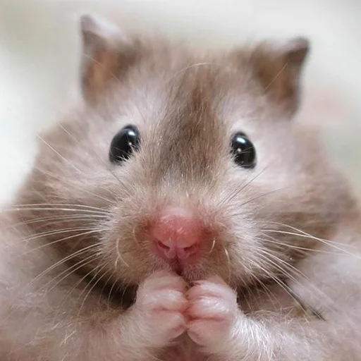 Hamsters sticker 🫢