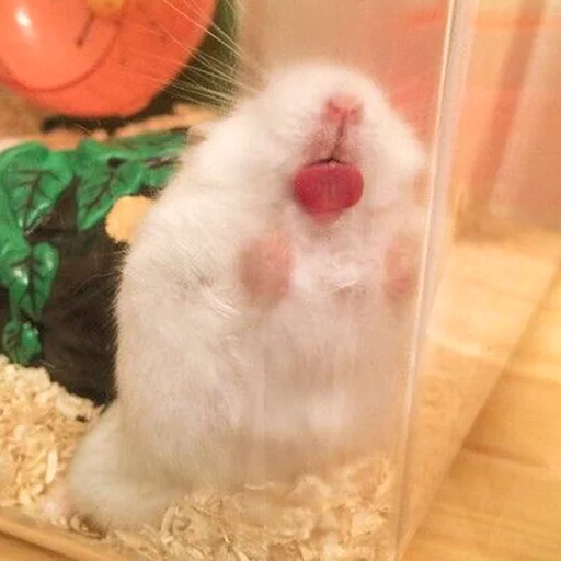 Hamsters sticker 😛