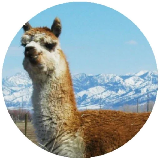 Стікер Telegram «Happy Alpaca» 😁