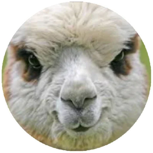 Стікер Telegram «Happy Alpaca» 😠