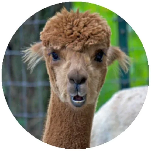 Стікер Telegram «Happy Alpaca» 😲