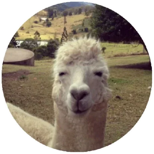 Стікер Telegram «Happy Alpaca» 😑
