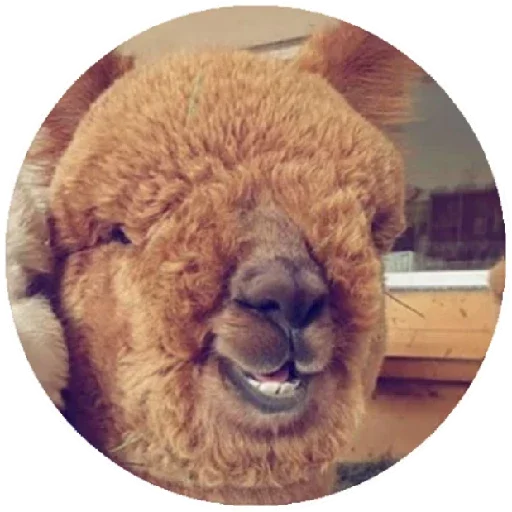 Стікер Telegram «Happy Alpaca» 😃