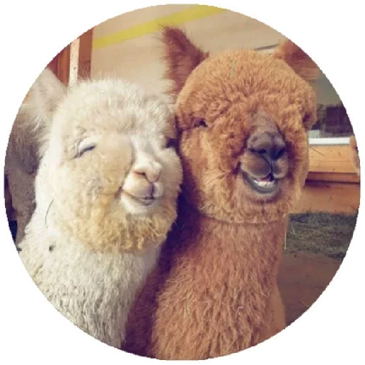 Happy Alpaca emoji 😊