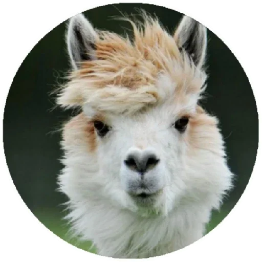 Telegram Sticker «Happy Alpaca» 💨