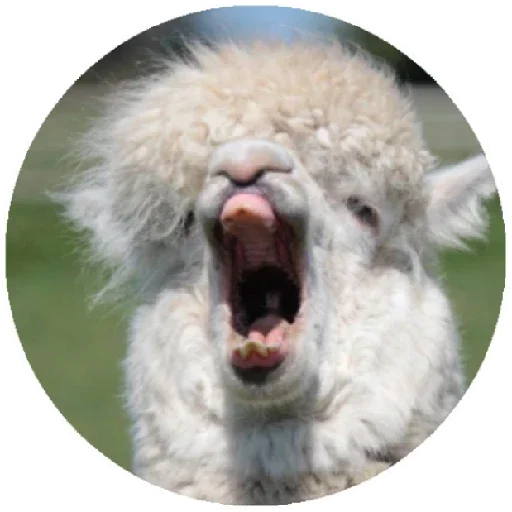 Стікер Telegram «Happy Alpaca» 😱