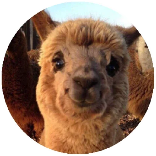 Happy Alpaca emoji 🙂