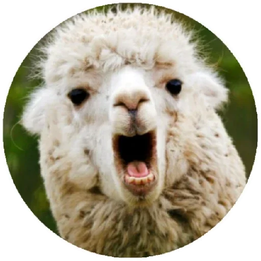 Happy Alpaca emoji 😱