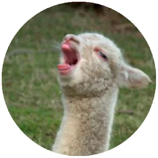Стікер Telegram «Happy Alpaca» 😱
