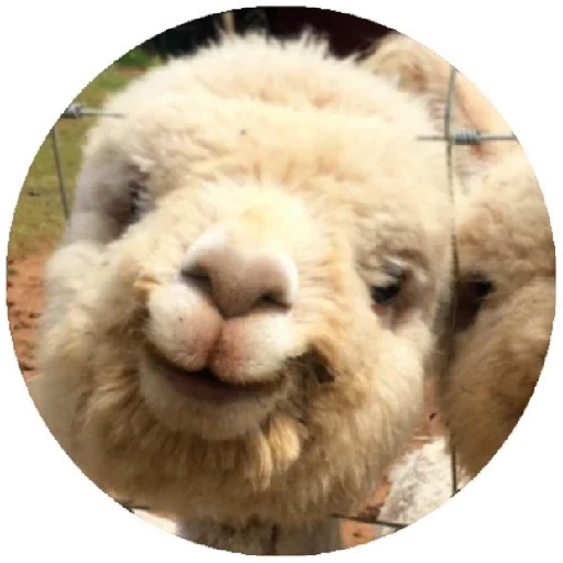 Happy Alpaca emoji 🙂