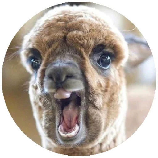 Happy Alpaca emoji 😃