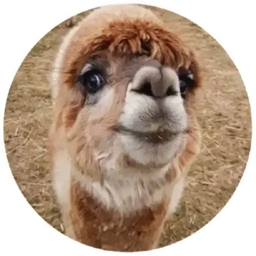 Happy Alpaca emoji 🙃