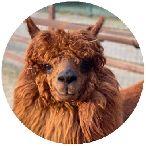Telegram Sticker «Happy Alpaca» 😏