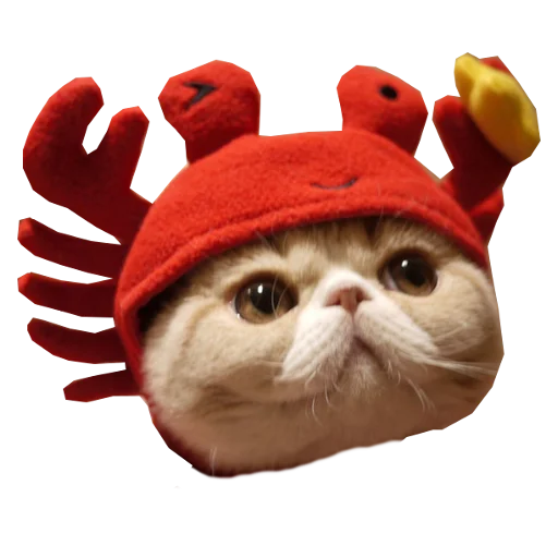 Cats in hats sticker 🦀