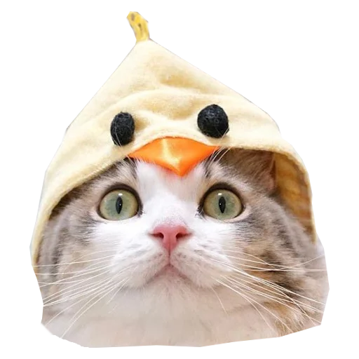 Telegram Sticker «Cats in hats» 🐥