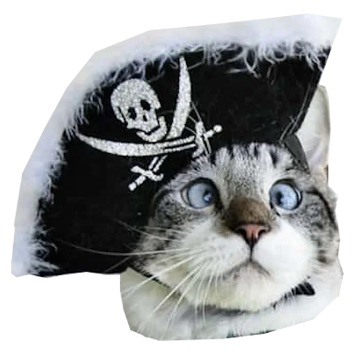 Cats in hats stiker 🏴