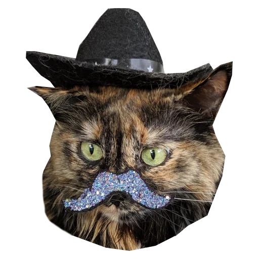 Стикер Telegram «Cats in hats» ✨
