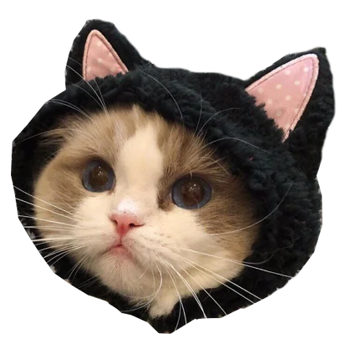 Стикер Cats in hats 🐈