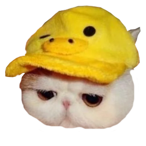 Cats in hats emoji ?