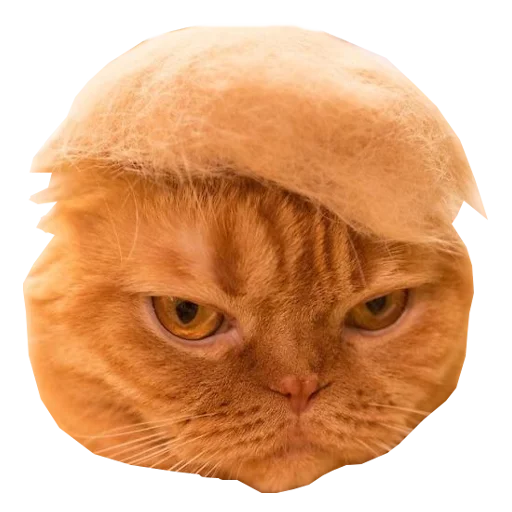 Telegram Sticker «Cats in hats» 😎