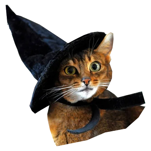 Telegram Sticker «Cats in hats» ?‍♀