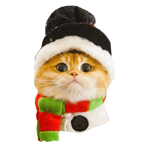 Cats in hats sticker 🎄