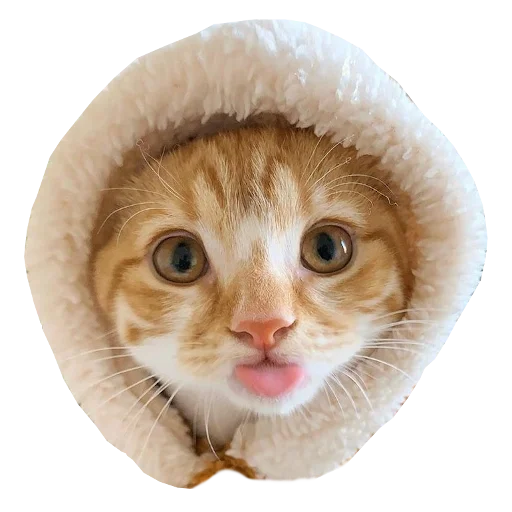 Емодзі Cats in hats ?