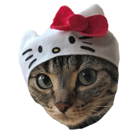 Стикер Telegram «Cats in hats» ?