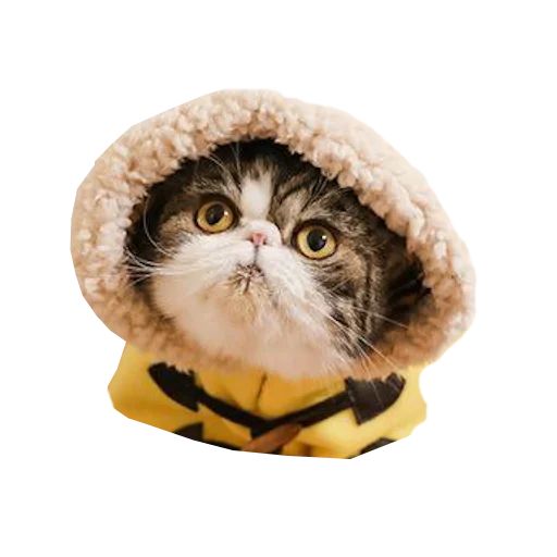 Telegram stiker «Cats in hats» 🤨