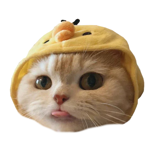 Telegram Sticker «Cats in hats» 👅