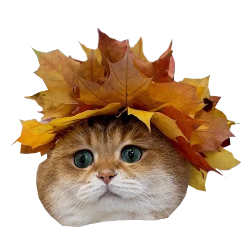 Стикер Cats in hats 🍁