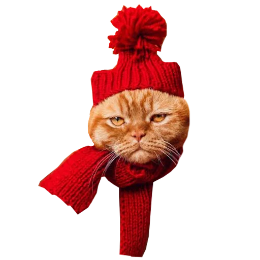 Стикер Cats in hats 🧣