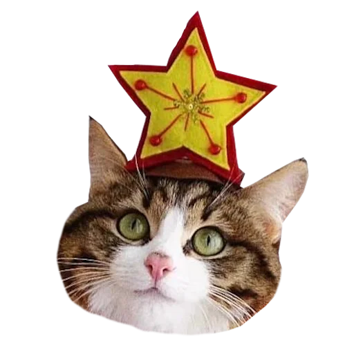 Telegram stiker «Cats in hats» 🎄