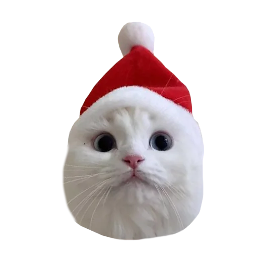 Стикер Cats in hats 🎄