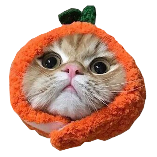 Стикер Cats in hats 🍊