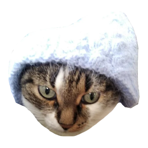 Стикер Telegram «Cats in hats» ❄