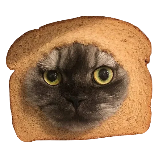 Cats in hats sticker 🍞