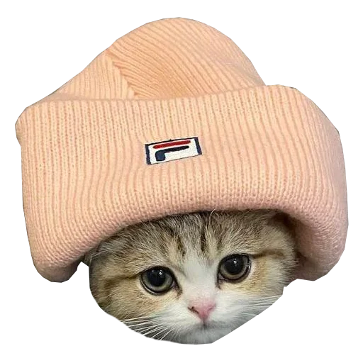 Стикер Cats in hats 🤨