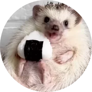 Hedgehog sticker 👍